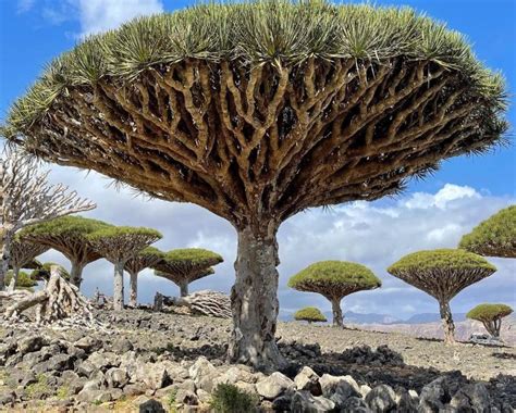 Aneh Penuh Misteri, Ini Alasan Kenapa Socotra Dijuluki Pulau Dajjal : Okezone Travel