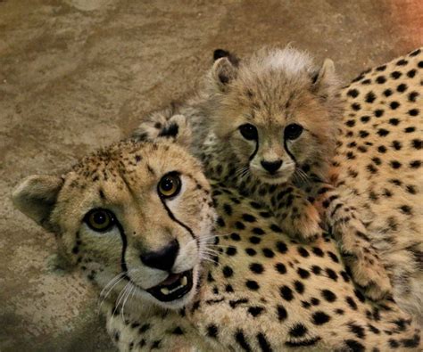 The Bingwa Bunch: Saint Louis Zoo Names Eight Cheetah Cubs | St. Louis, MO Patch