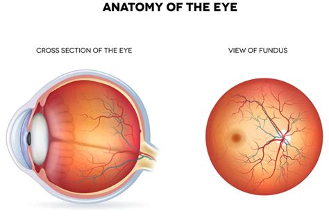 Fundus: Part of the Eye