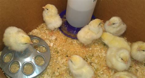 Help identifying breed of day old chicks | BackYard Chickens - Learn ...