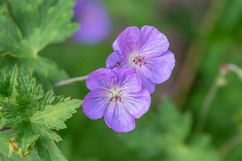 Wild Geranium Seeds