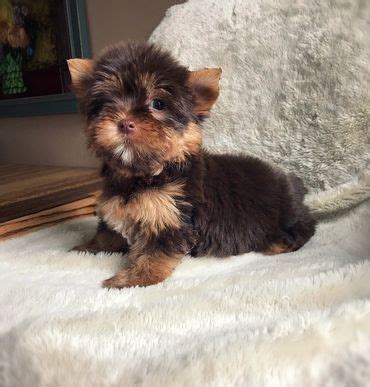 CHOCOLATE YORKIE GALLERY