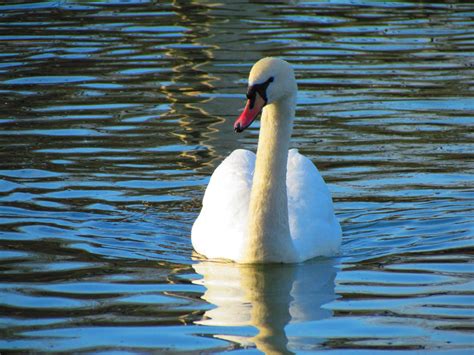 The Fascinating, Regal History Behind Britain's Swans | History | Smithsonian