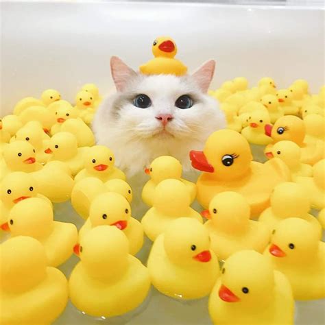 PsBattle: Cat with rubber bath ducks : photoshopbattles