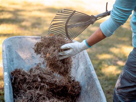 What to Do with Grass Clippings: A Comprehensive Guide - EcoFlow US Blog