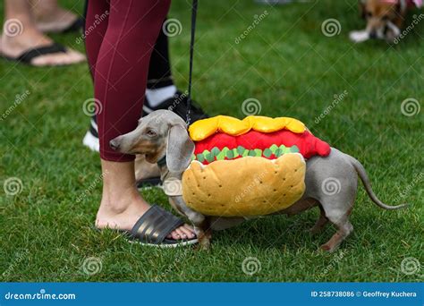 Grey Dachshund Stands with Handler in Hot Dog Costume Stock Photo - Image of game, contest ...