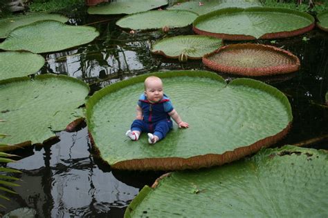 Victoria Amazonica