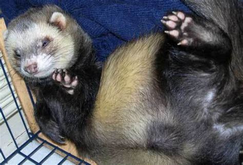 Sleeping Ferret!! - Ferrets Photo (13838722) - Fanpop