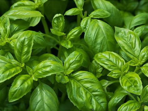 Growing Basil - How To Grow Basil Plants In Your Garden