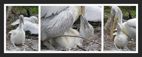 Baby Pelican 2 by Sikaris on DeviantArt