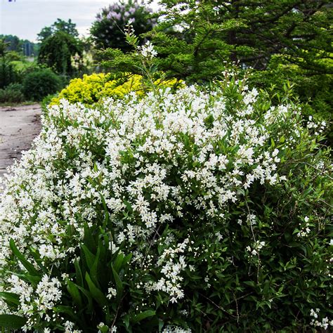 Nikko Deutzia For Sale Online | The Tree Center