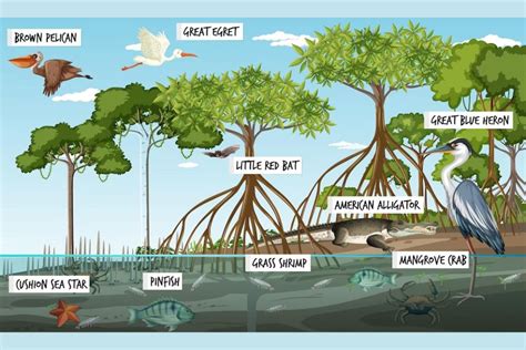 Contoh Rantai Makanan di Sungai, Kolam, Laut, Air, beserta Penjelasannya Lengkap – Blog Mamikos