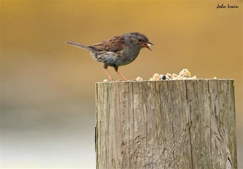 Dunnock feeding. | John | Flickr