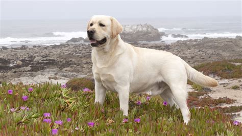 Labrador Retriever Dog Information, Photos | DogExpress