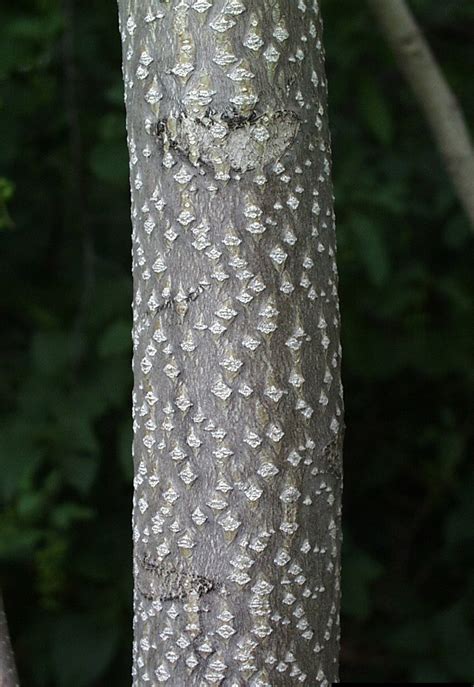 Tree-of-heaven — Northern Arizona Invasive Plants