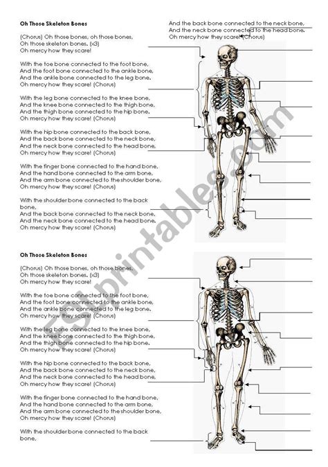 Skeleton Bones - Song lyrics and labels - ESL worksheet by jaswinger