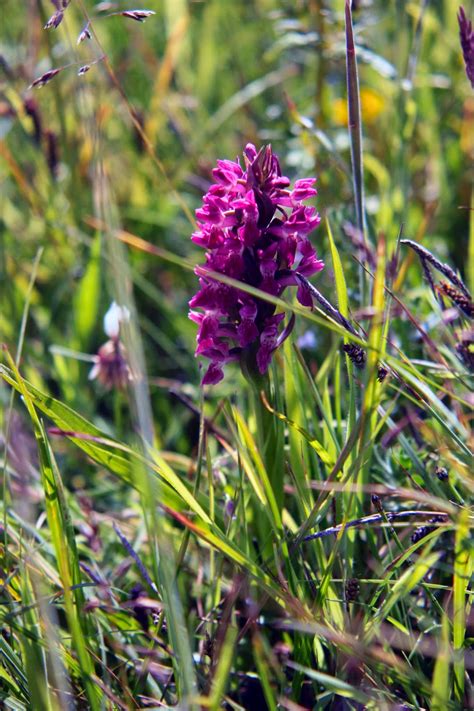 Yamadori Art UK: Wild Orchids