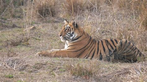 a medium shot of a tiger cub laying down at tadoba andhari tiger ...