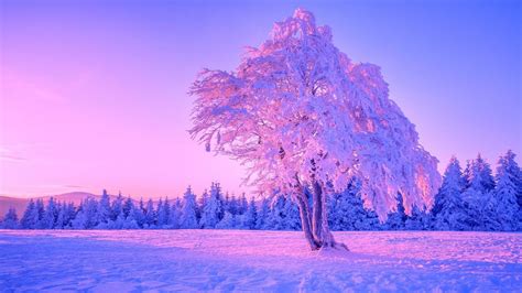 Purple Tree Wallpaper (51+ images)