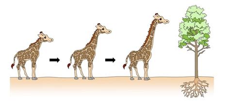 Da Lamarck a Darwin timeline | Timetoast timelines