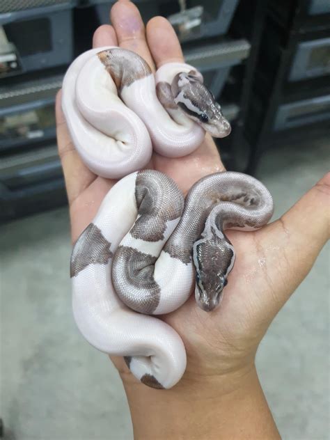 Black pewter Pied? - Ball Pythons - MorphMarket Reptile Community