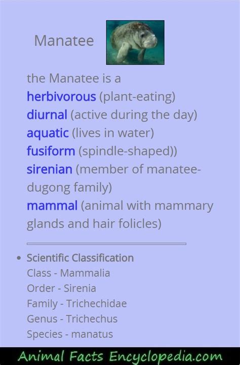 manatee facts, manatee information, seacow facts