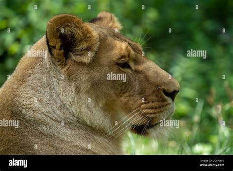 Yawning female lion hi-res stock photography and images - Alamy