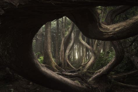 Landscape Photography Awards Twisted Forest By Adam Gibbs