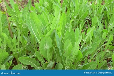 Sonchus Arvensis Medicinal Plant Benefits Perennial Sowthistle Stock Photo - Image of swine ...