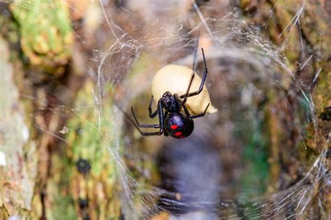 Spider Venom: Different Types And Why It's Not Poison | Earth Life