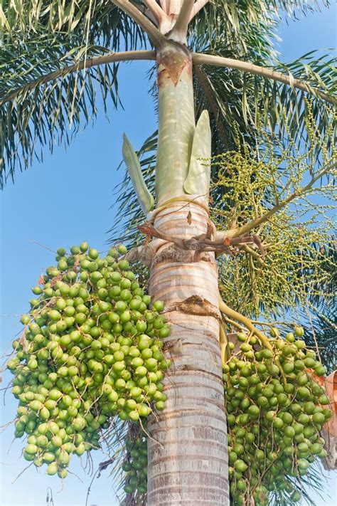 Royal Palm Roystonea Regia HBK.Cook Stock Photo - Image of gardening, garden: 229171926