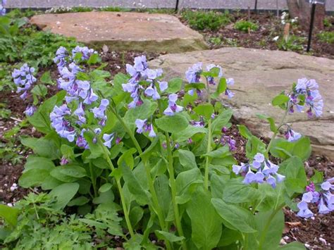 Plants We Love: Virginia Bluebells - Horticulture