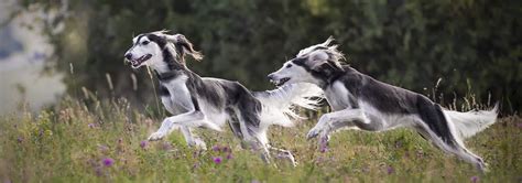 Saluki - Raças de Cães | Informações sobre Cães da Raça Saluki | Hill's Pet