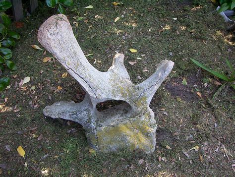 Whale bone | Old whale spine bone vertebrae | Vicki | Flickr