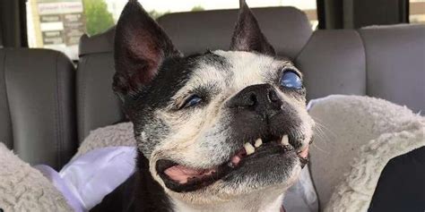 Blind Dog With Missing Teeth Still Bosses Her Family Around - The Dodo