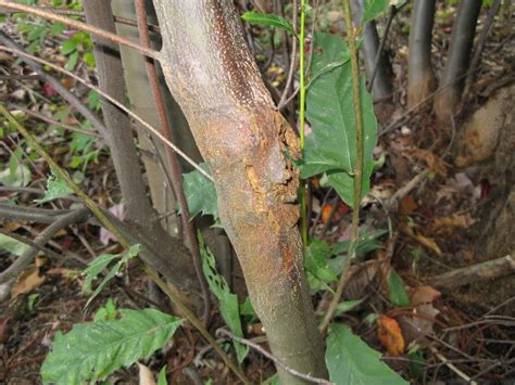 Chestnut Tree Pictures, Facts on Chestnut Trees