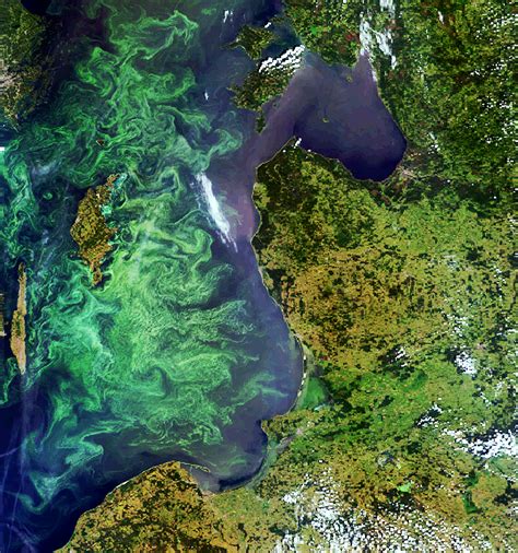 ESA - Envisat image of a phytoplankton bloom in the Baltic Sea