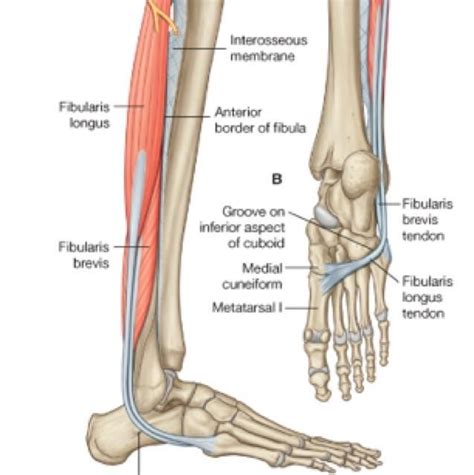 fibularis longus - Google Search | Peroneus longus, Lower limb, Body anatomy