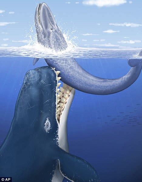 Leviathan: Fossil of 'sea monster' whale with 14in teeth found by scientists | Daily Mail Online