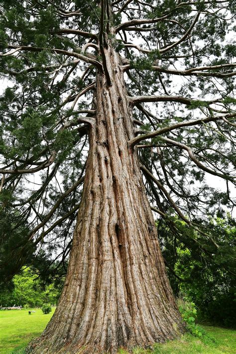 Giant Tree Pictures | Download Free Images on Unsplash