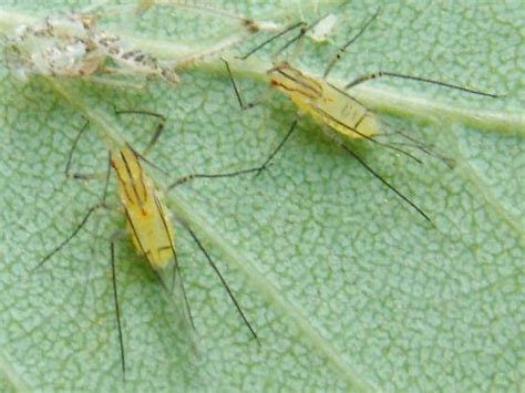 Aphids on birch leaf - Calaphis - BugGuide.Net