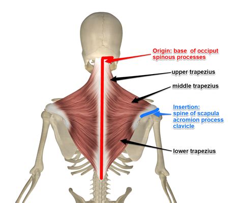 Trapezius : Trapezius Muscle | Shoulder Girdle Muscles | Muscles ... _ Jan 22, 2019 · the ...