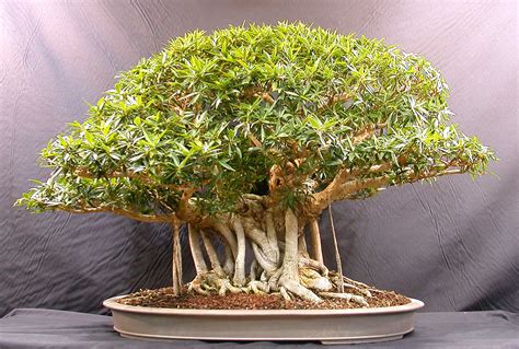 bonsaici: banyan bonsai (netten)