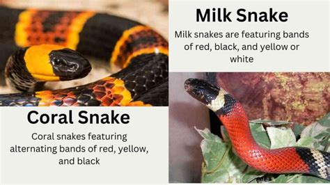 The Coral Snake vs Milk Snake Showdown: Beautiful But Deadly