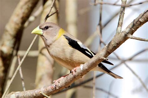 (Female) Evening Grosbeak (Coccothraustes vespertinus)