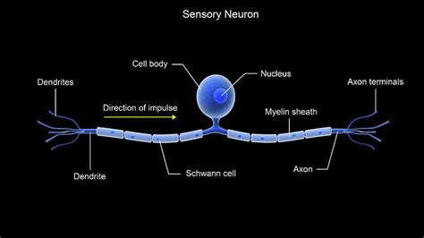 Conceptual Image Of A Sensory Neuron Photograph by Stocktrek Images - Pixels