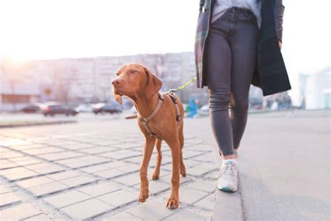 Getting started: training vizsla puppies | It's A Vizsla