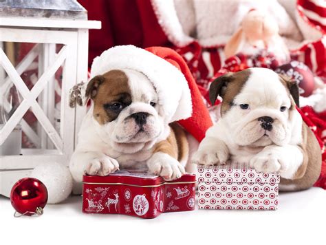 puppies christmas english bulldog | puppies christmas englis… | Flickr