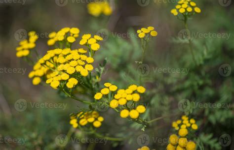 Yellow tansy flowers Tanacetum vulgare, common tansy, bitter button ...