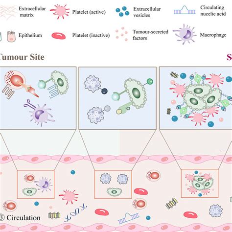 Platelet inhibitors and anticoagulants in cancer therapy. | Download ...